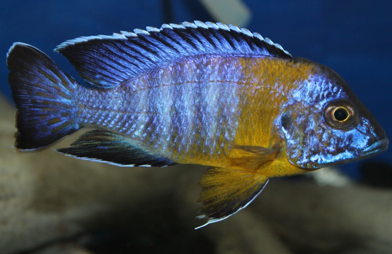 Aulonocara stuartgranti 'Chitimba Bay (Shallow)'